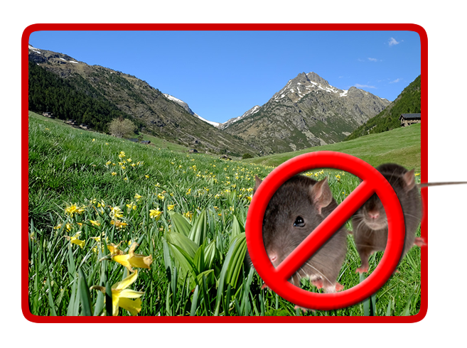 desratizacion6 desratizacion6